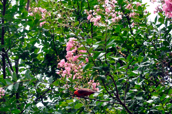 flowers by the Boardwalk